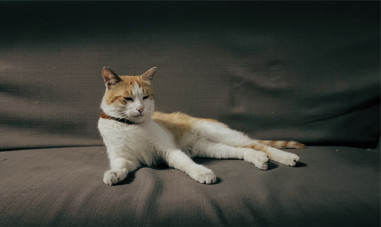 猫图片|宠物猫|猫咪|