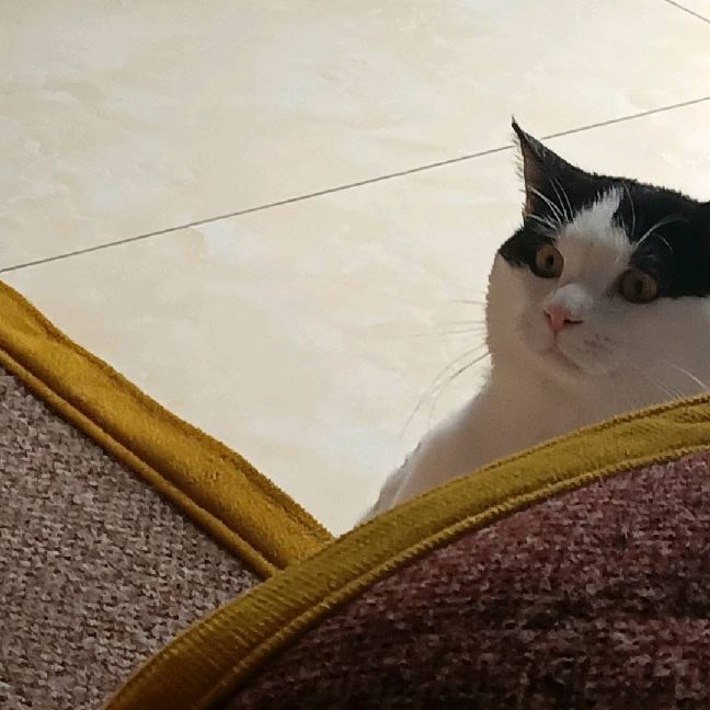 猫图片|宠物猫|猫咪|