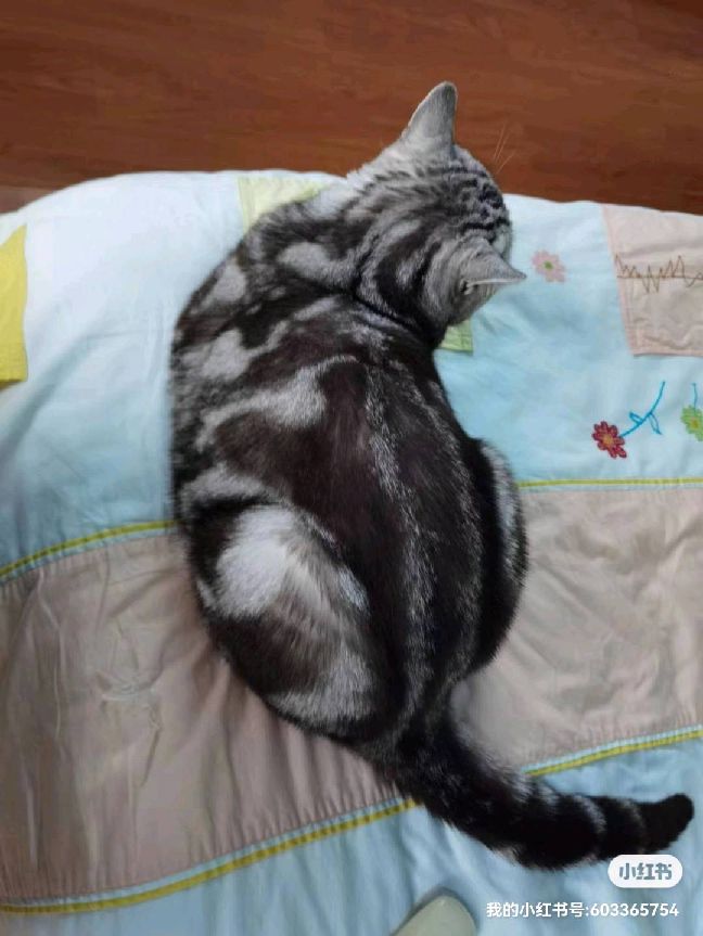 猫图片|宠物猫|猫咪|