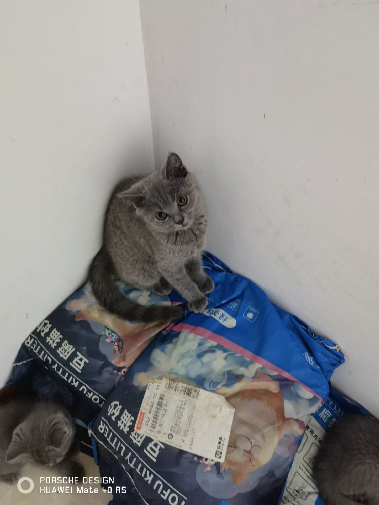 猫图片|宠物猫|猫咪|