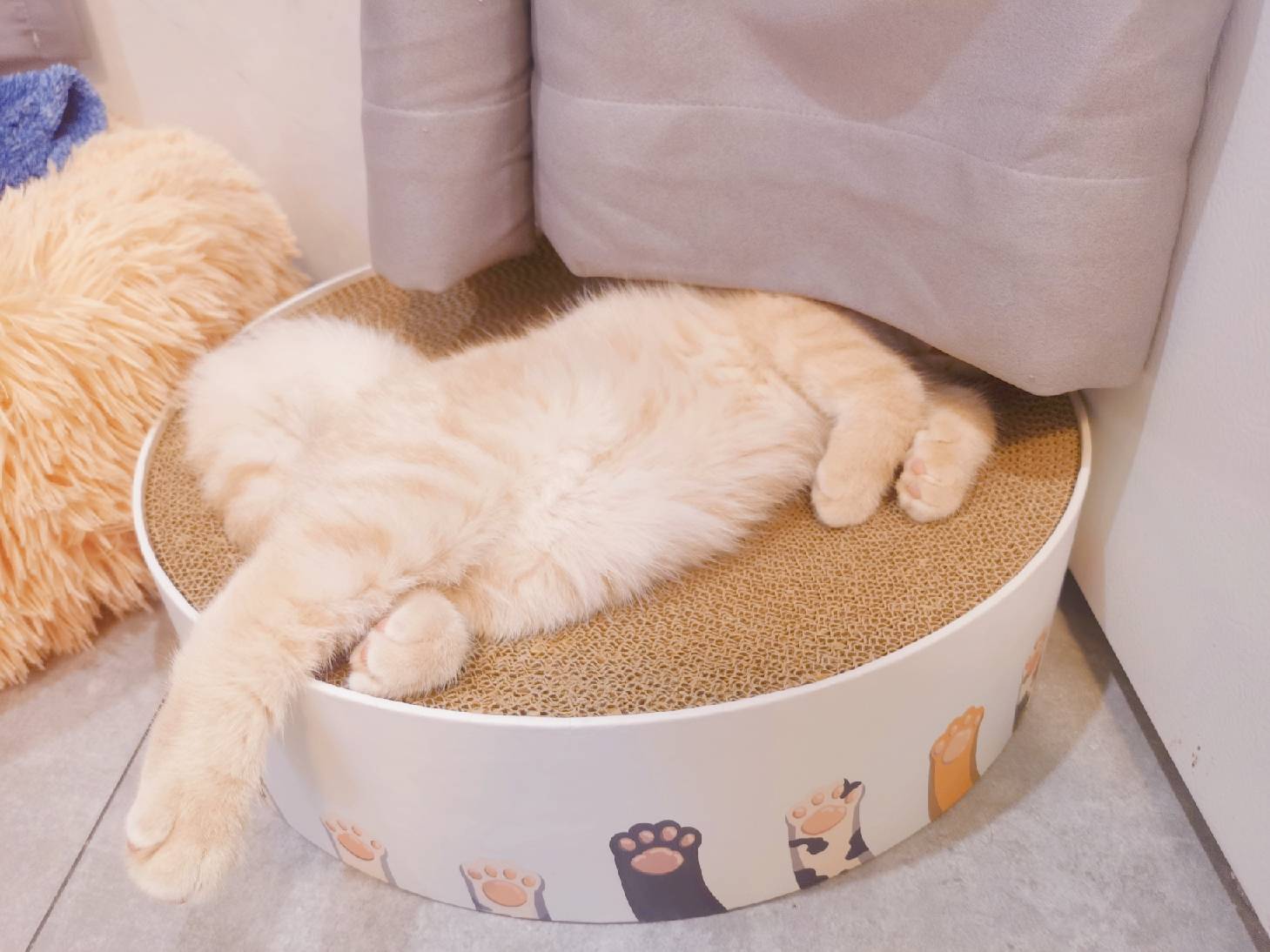 猫图片|宠物猫|猫咪|