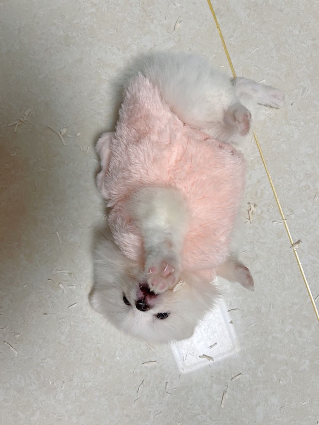 猫图片|宠物猫|猫咪|