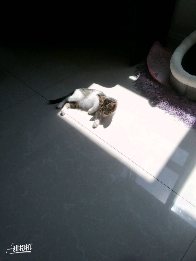 猫图片|宠物猫|猫咪|