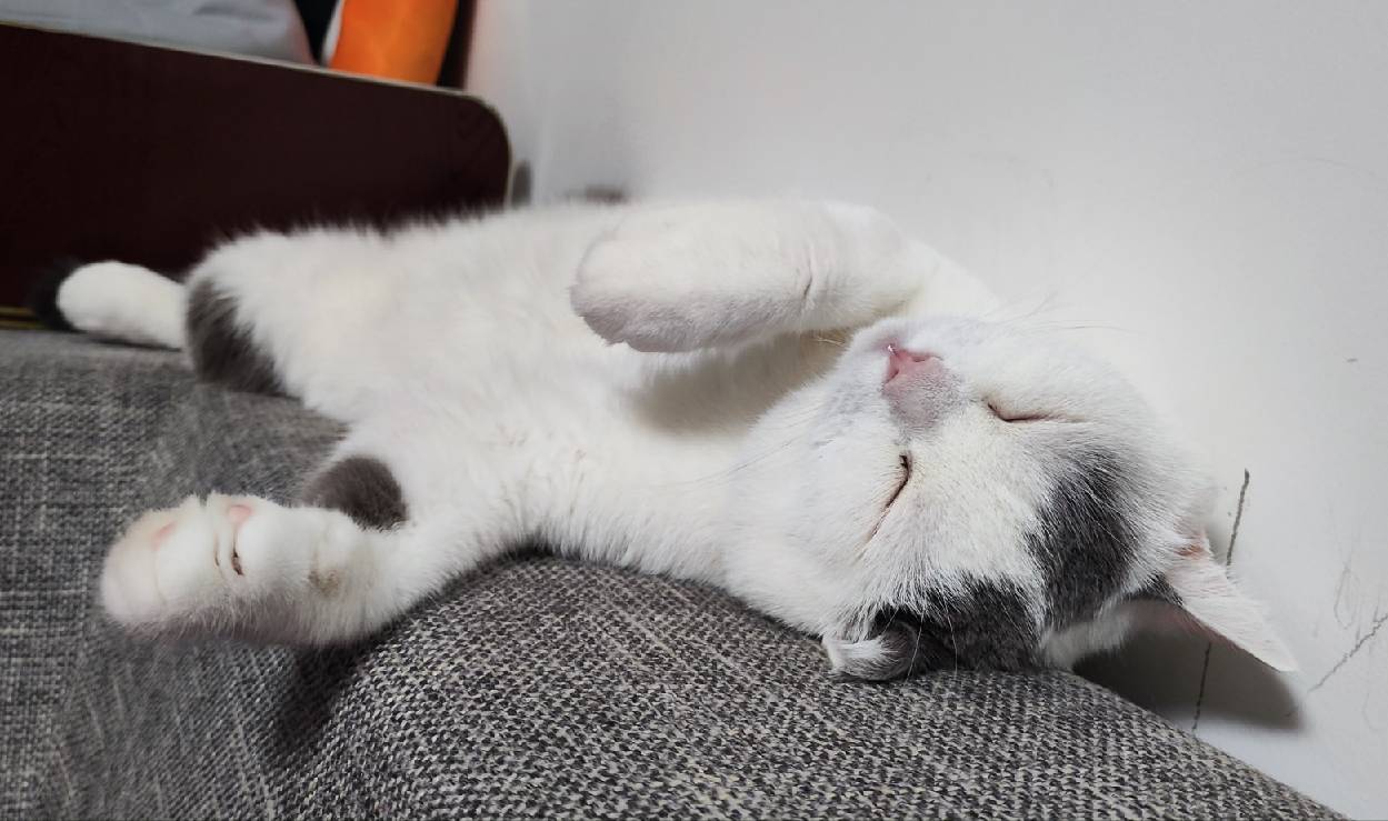 猫图片|宠物猫|猫咪|