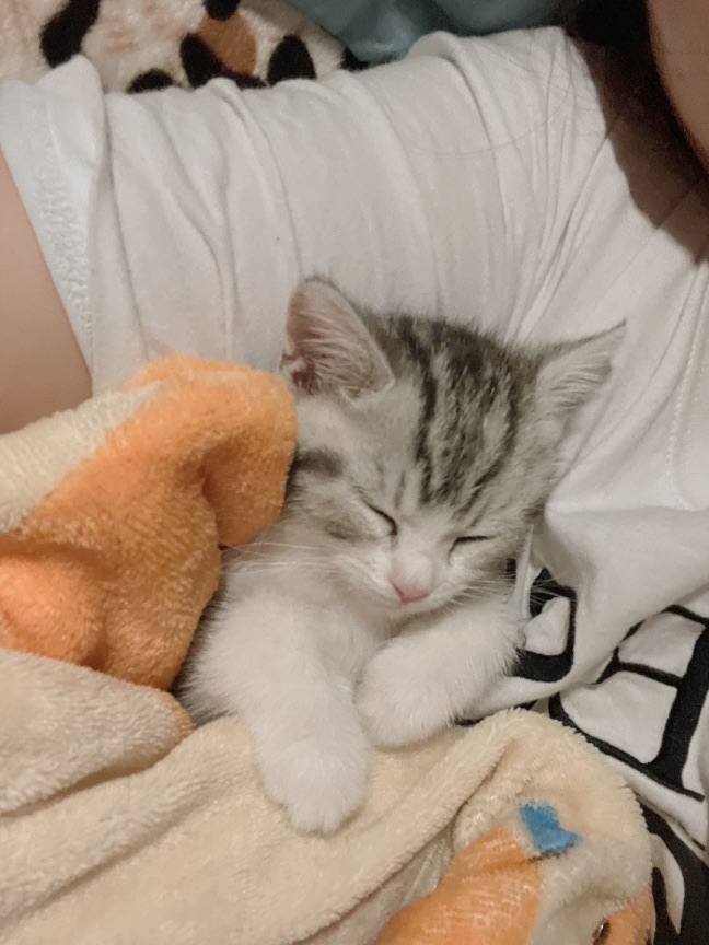 猫图片|宠物猫|猫咪|