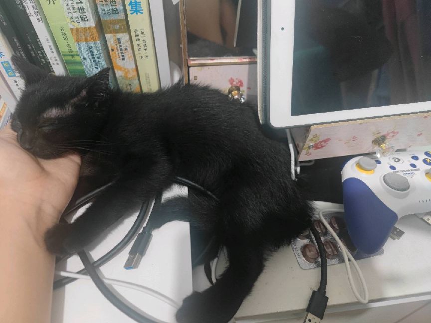 猫图片|宠物猫|猫咪|