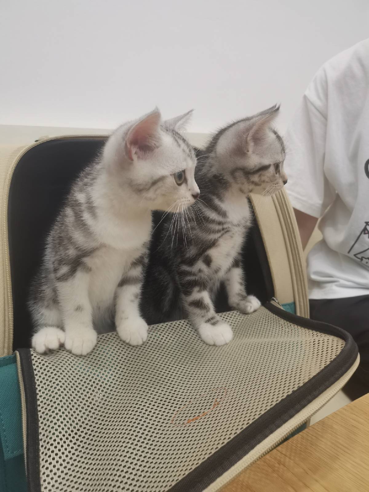 猫图片|宠物猫|猫咪|