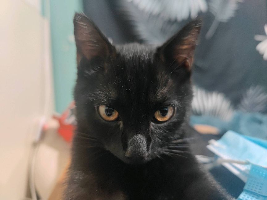 猫图片|宠物猫|猫咪|