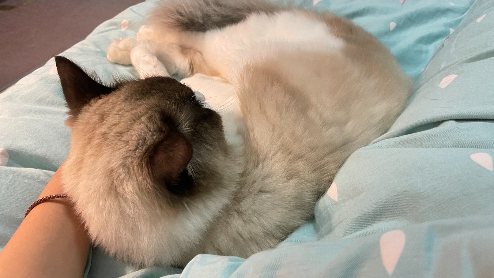 猫图片|宠物猫|猫咪|