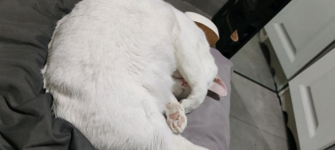猫图片|宠物猫|猫咪|