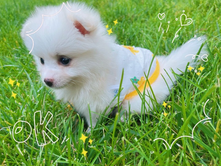 猫图片|宠物猫|猫咪|