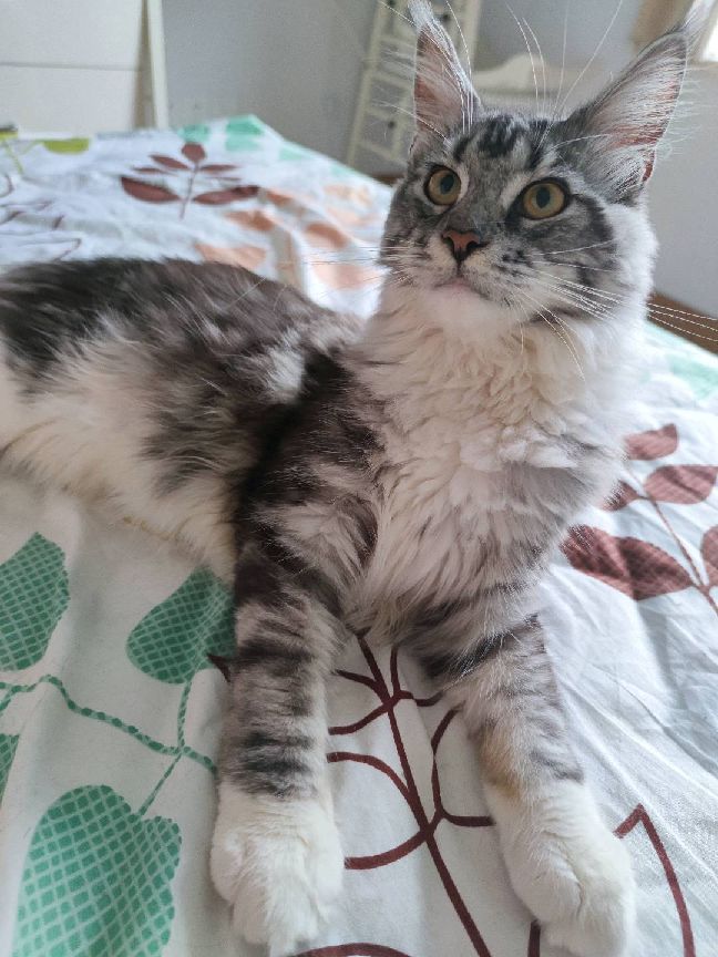 猫图片|宠物猫|猫咪|