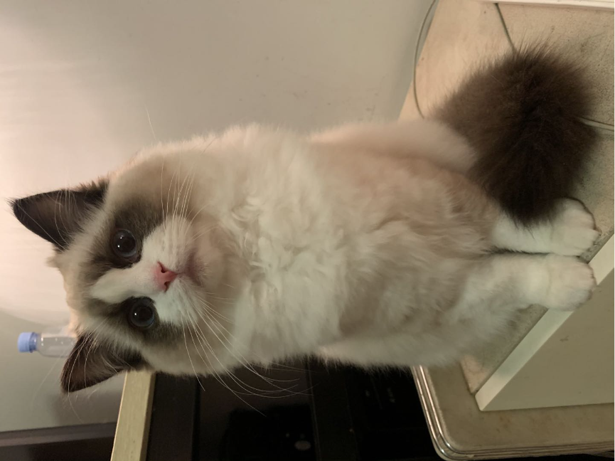 猫图片|宠物猫|猫咪|