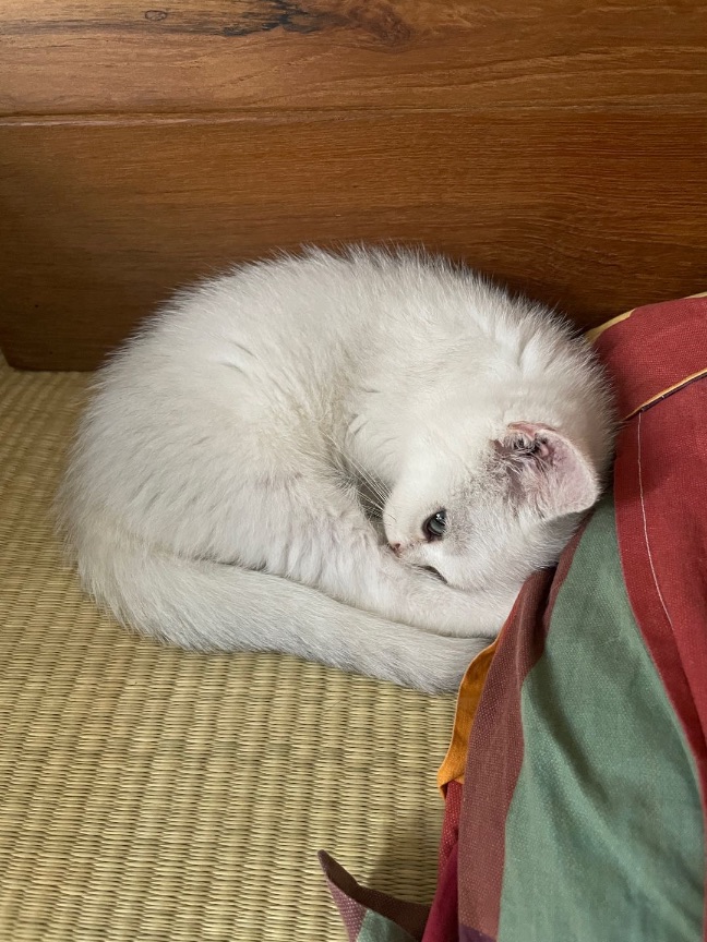 猫图片|宠物猫|猫咪|