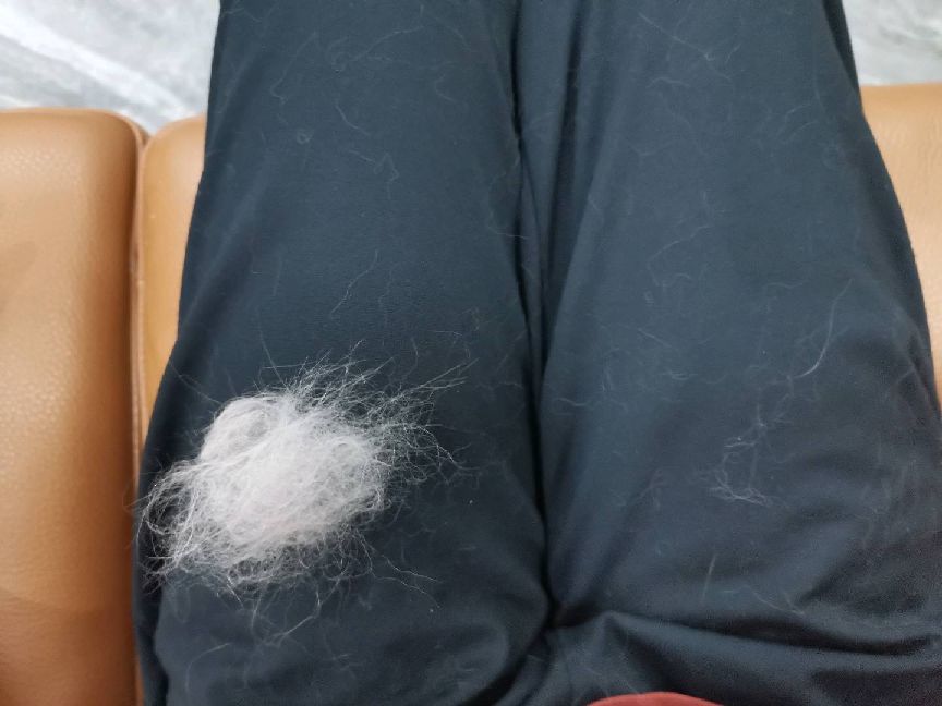 猫图片|宠物猫|猫咪|