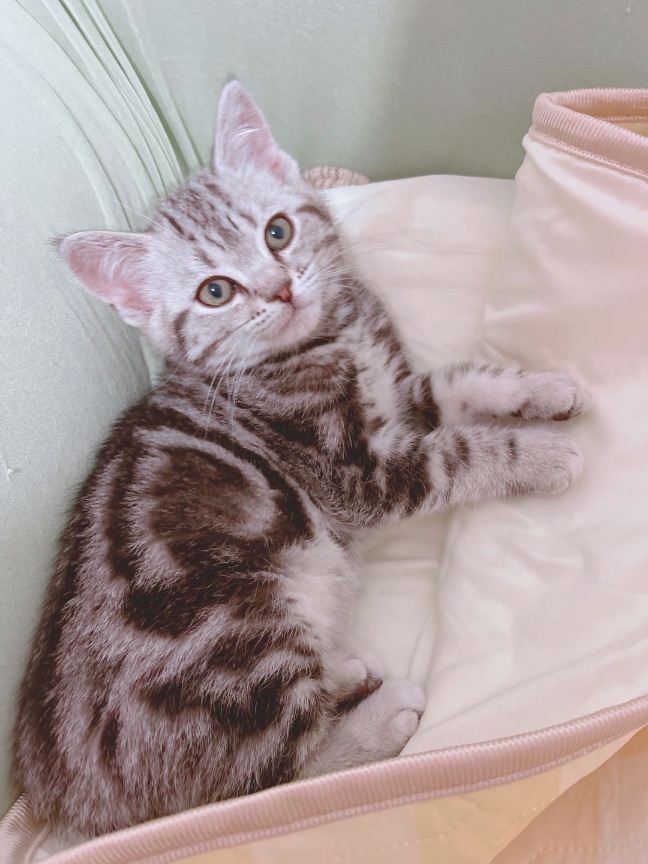 猫图片|宠物猫|猫咪|