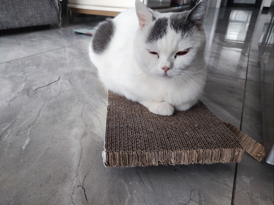 猫图片|宠物猫|猫咪|