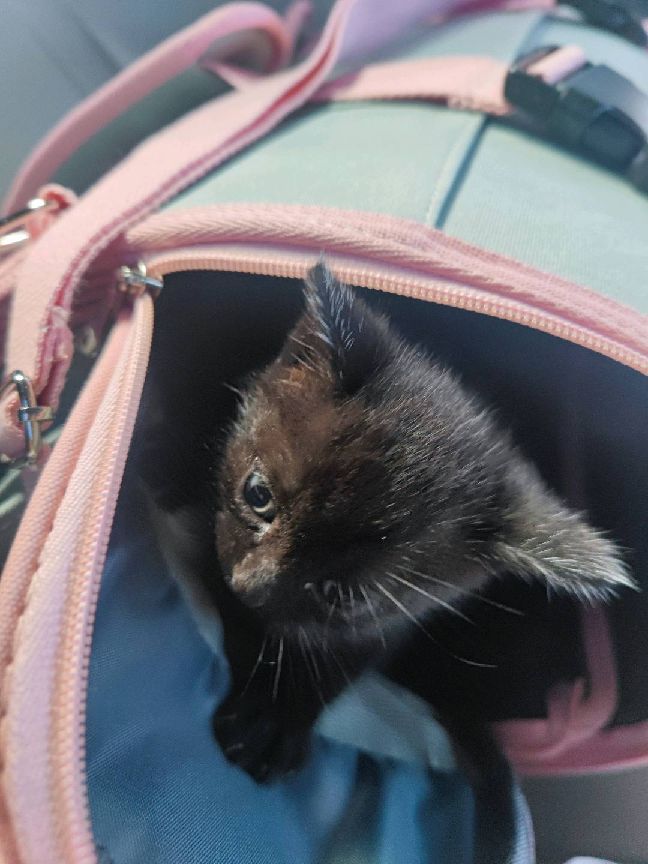 猫图片|宠物猫|猫咪|