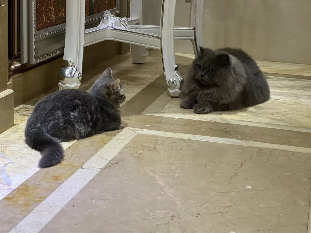 猫图片|宠物猫|猫咪|