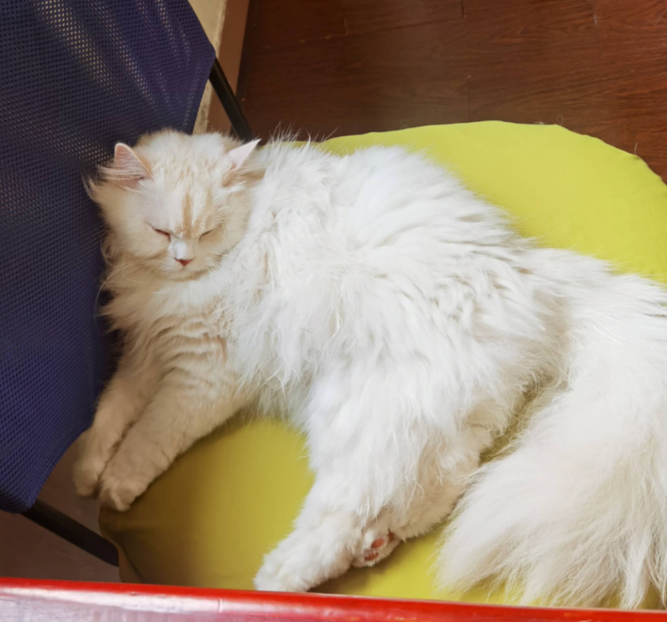 猫图片|宠物猫|猫咪|