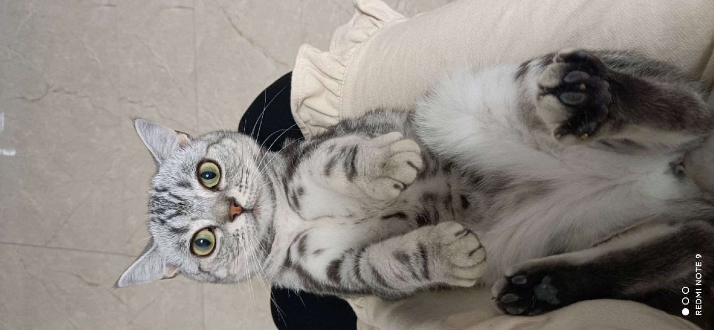 猫图片|宠物猫|猫咪|