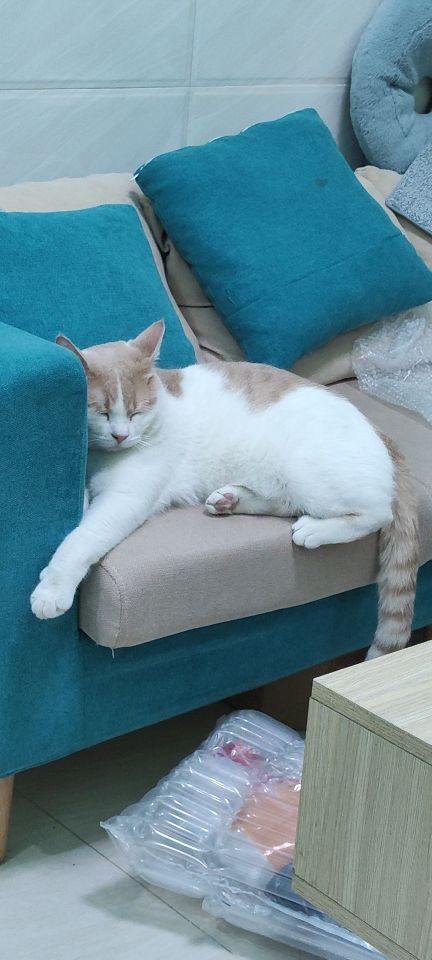 猫图片|宠物猫|猫咪|