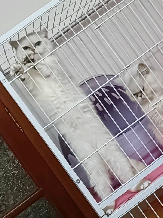 猫图片|宠物猫|猫咪|