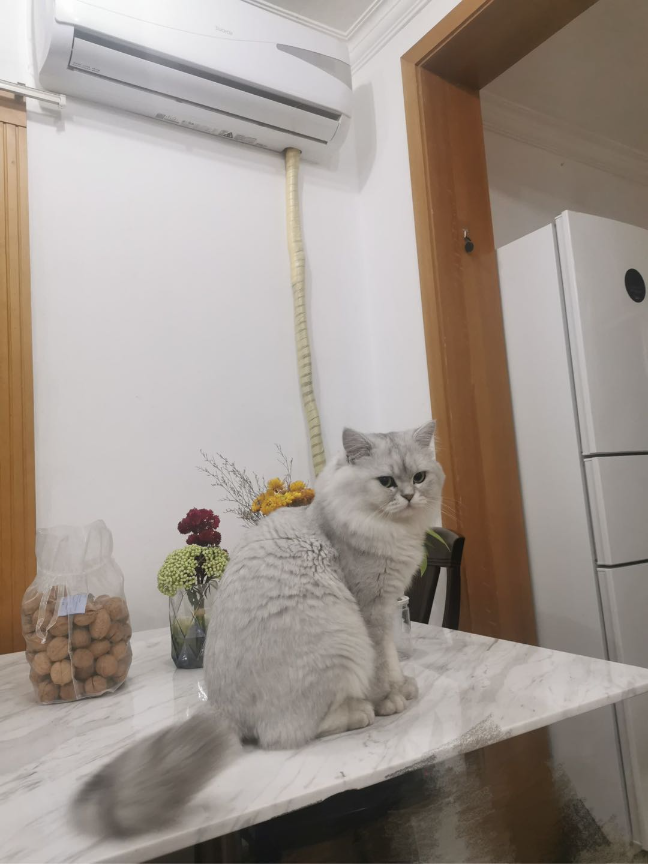 猫图片|宠物猫|猫咪|