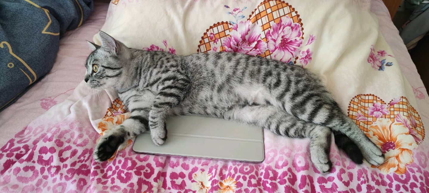 猫图片|宠物猫|猫咪|