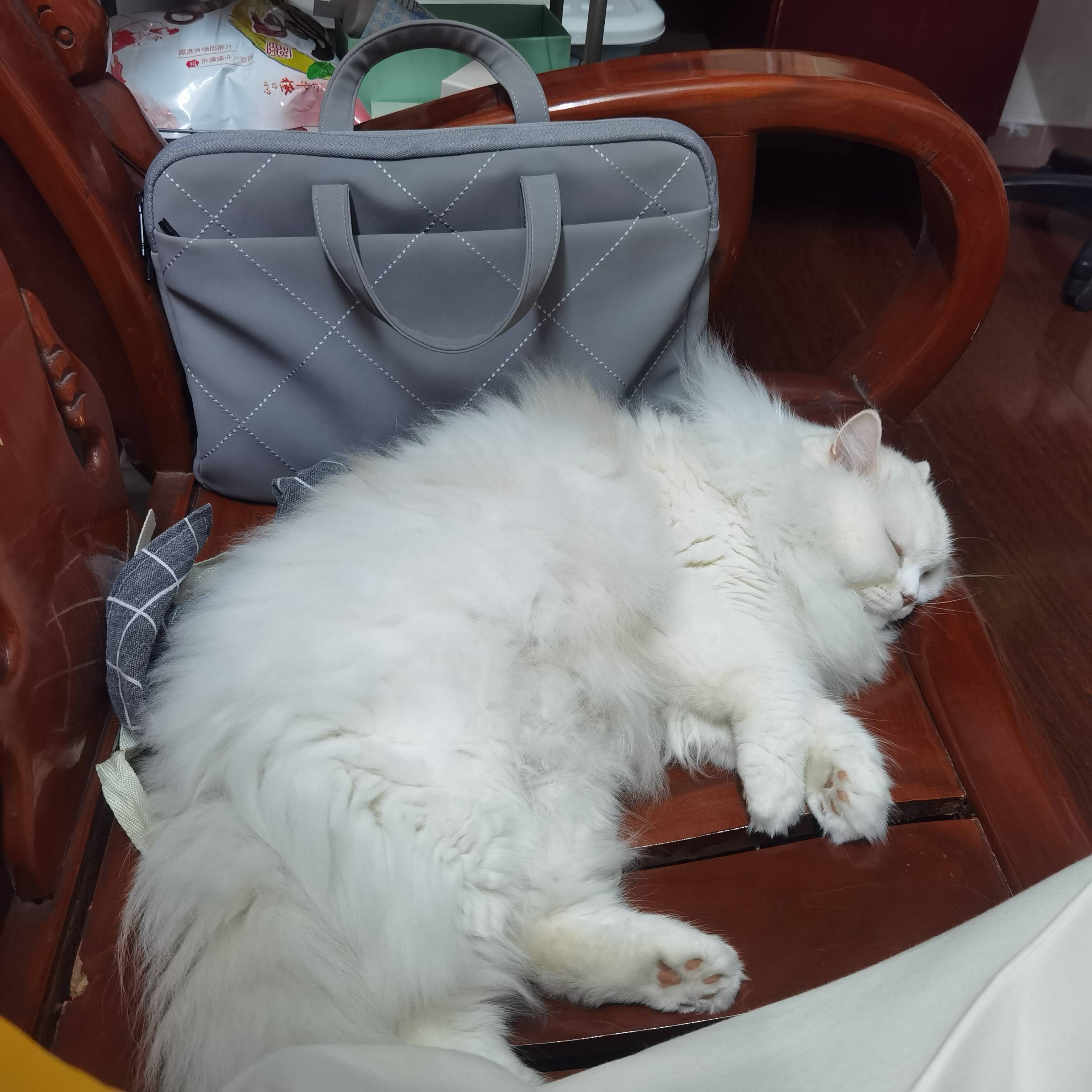 猫图片|宠物猫|猫咪|