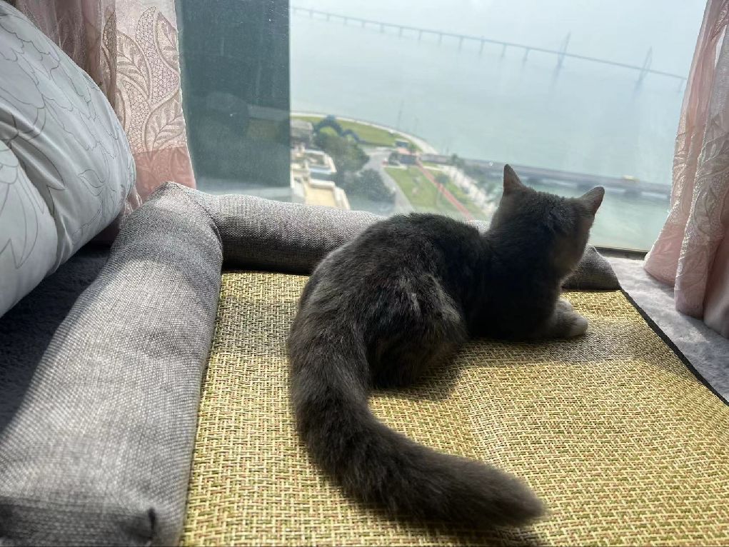 猫图片|宠物猫|猫咪|