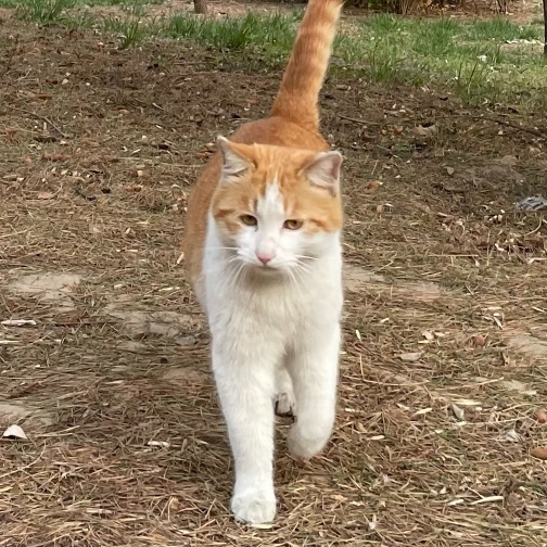 猫图片|宠物猫|猫咪|