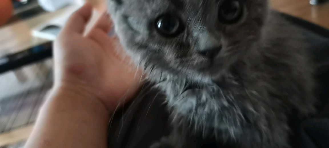 猫图片|宠物猫|猫咪|