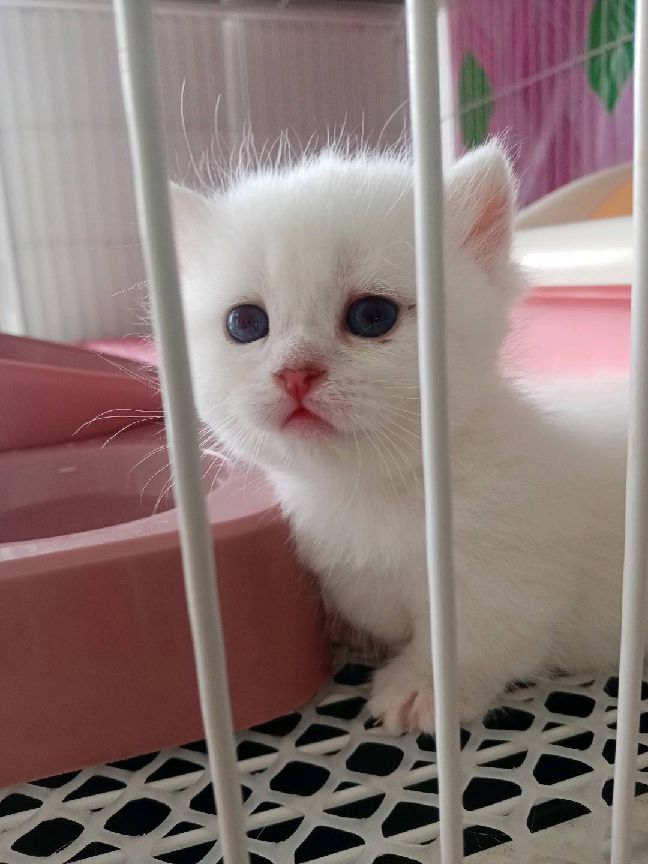 猫图片|宠物猫|猫咪|