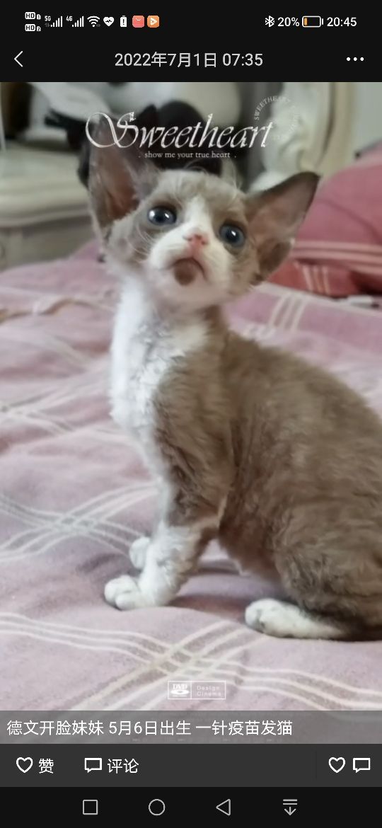 猫图片|宠物猫|猫咪|