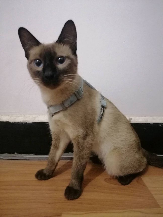 猫图片|宠物猫|猫咪|