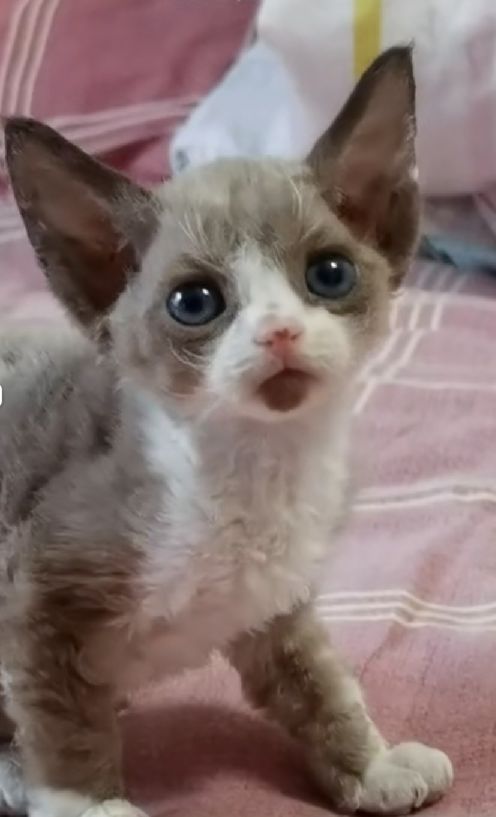 猫图片|宠物猫|猫咪|