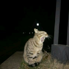 猫图片|宠物猫|猫咪|