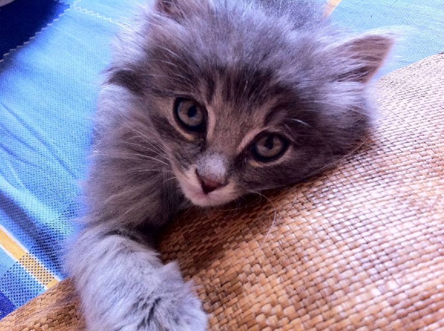 猫图片|宠物猫|猫咪|