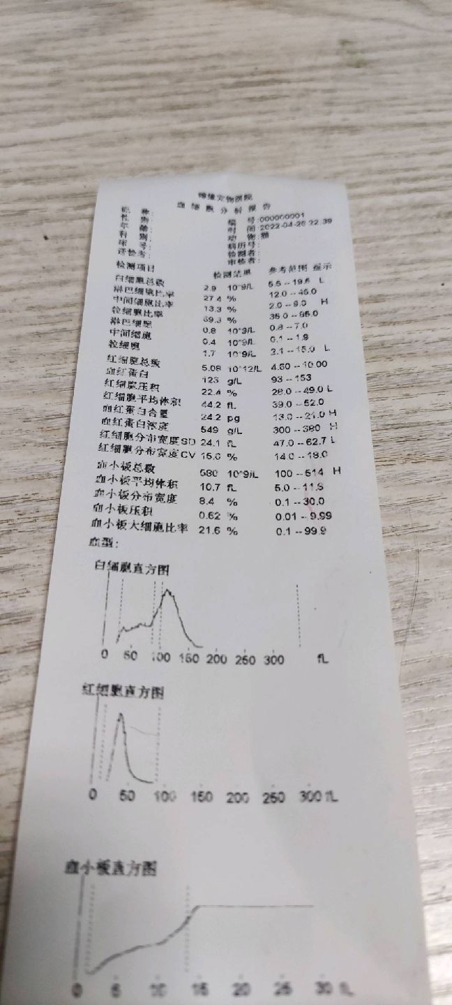 猫图片|宠物猫|猫咪|