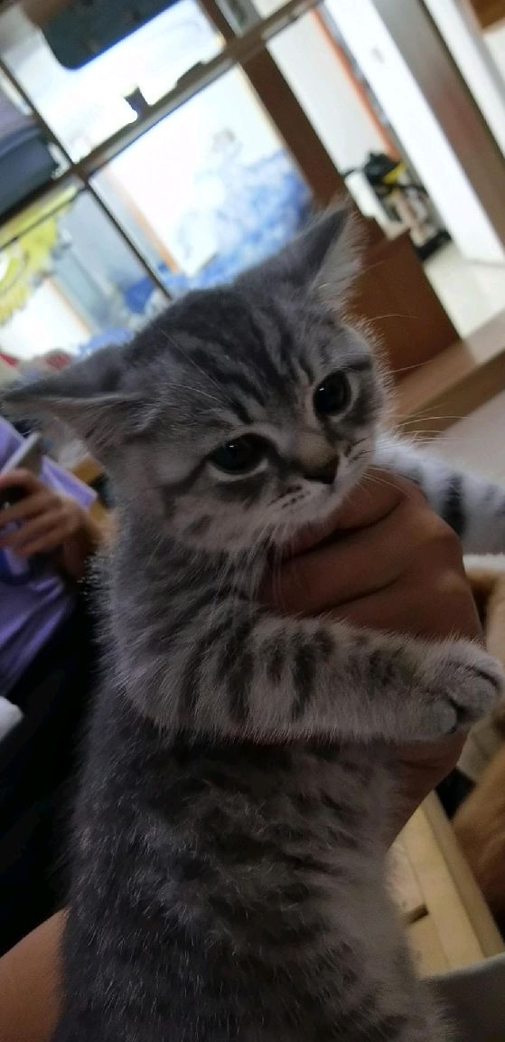 猫图片|宠物猫|猫咪|