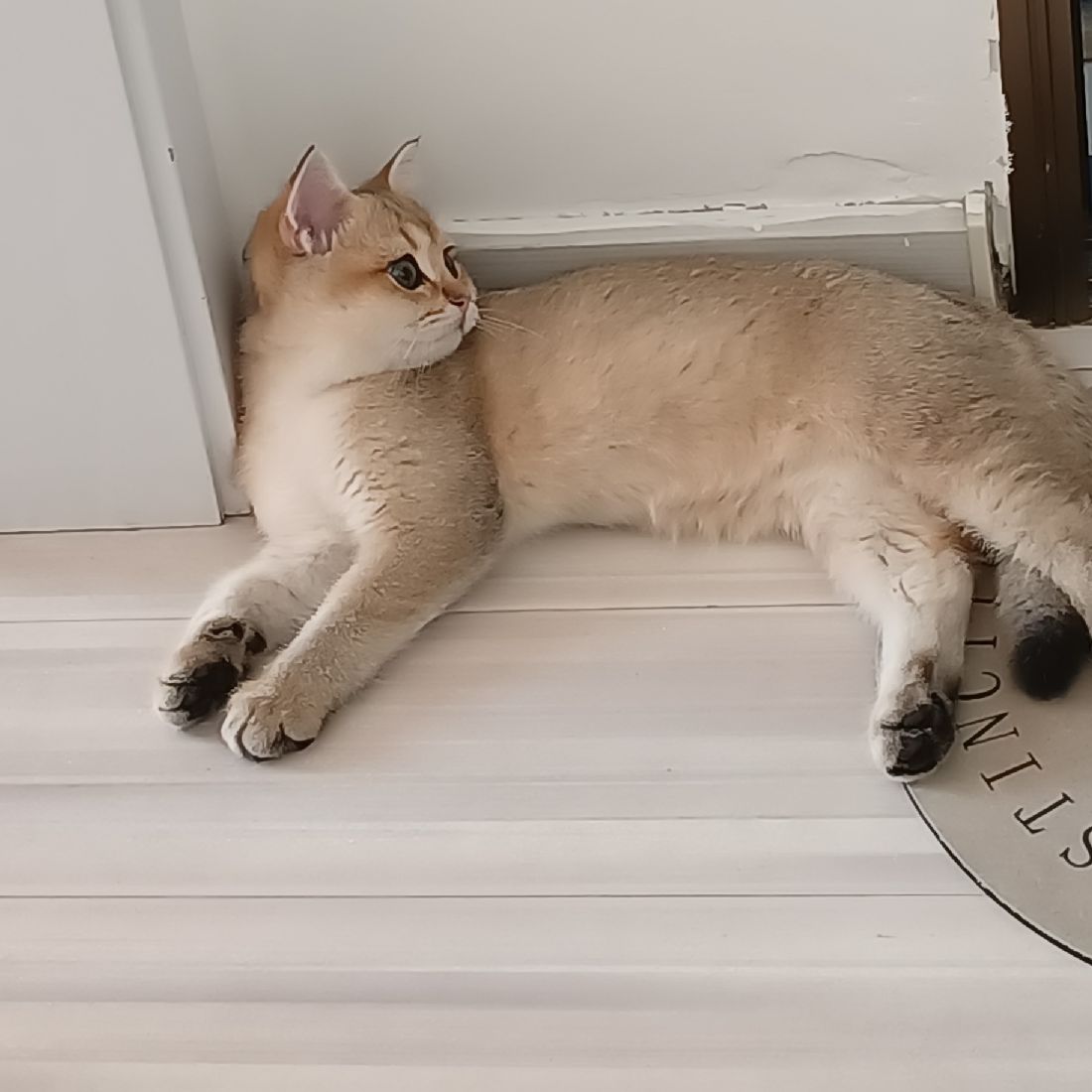 猫图片|宠物猫|猫咪|