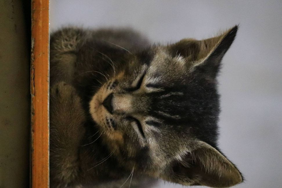 猫图片|宠物猫|猫咪|