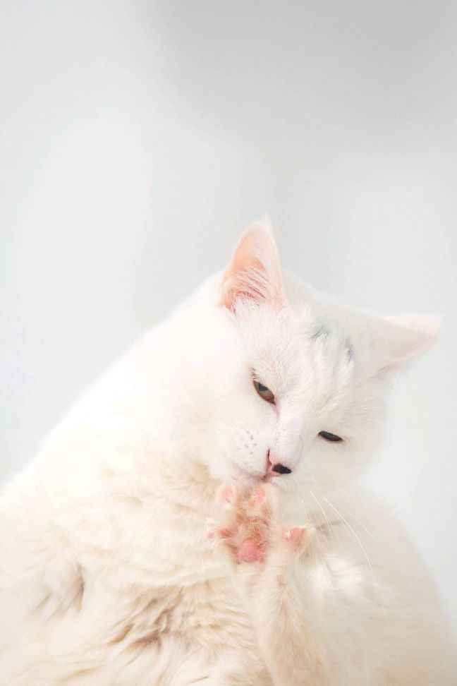 猫图片|宠物猫|猫咪|