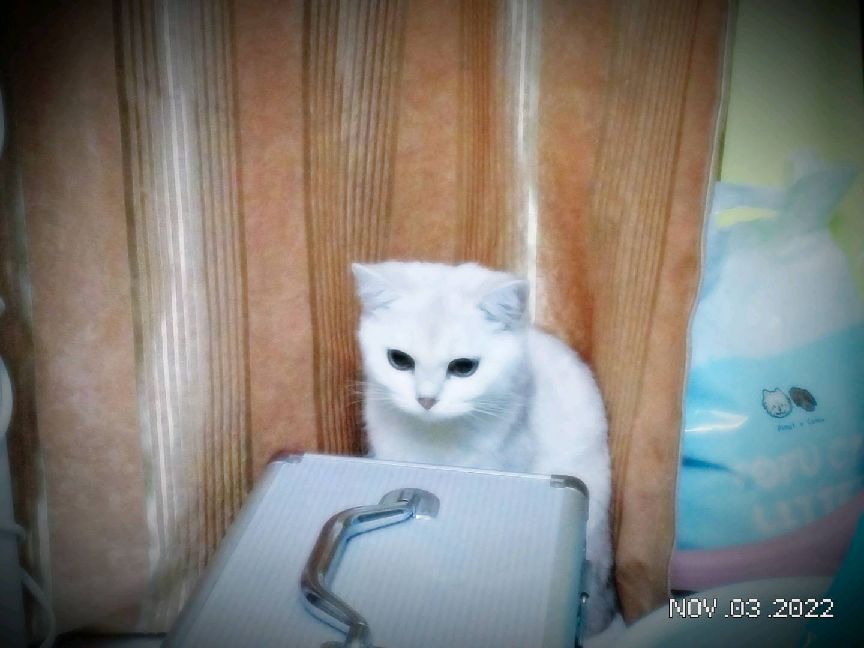 猫图片|宠物猫|猫咪|