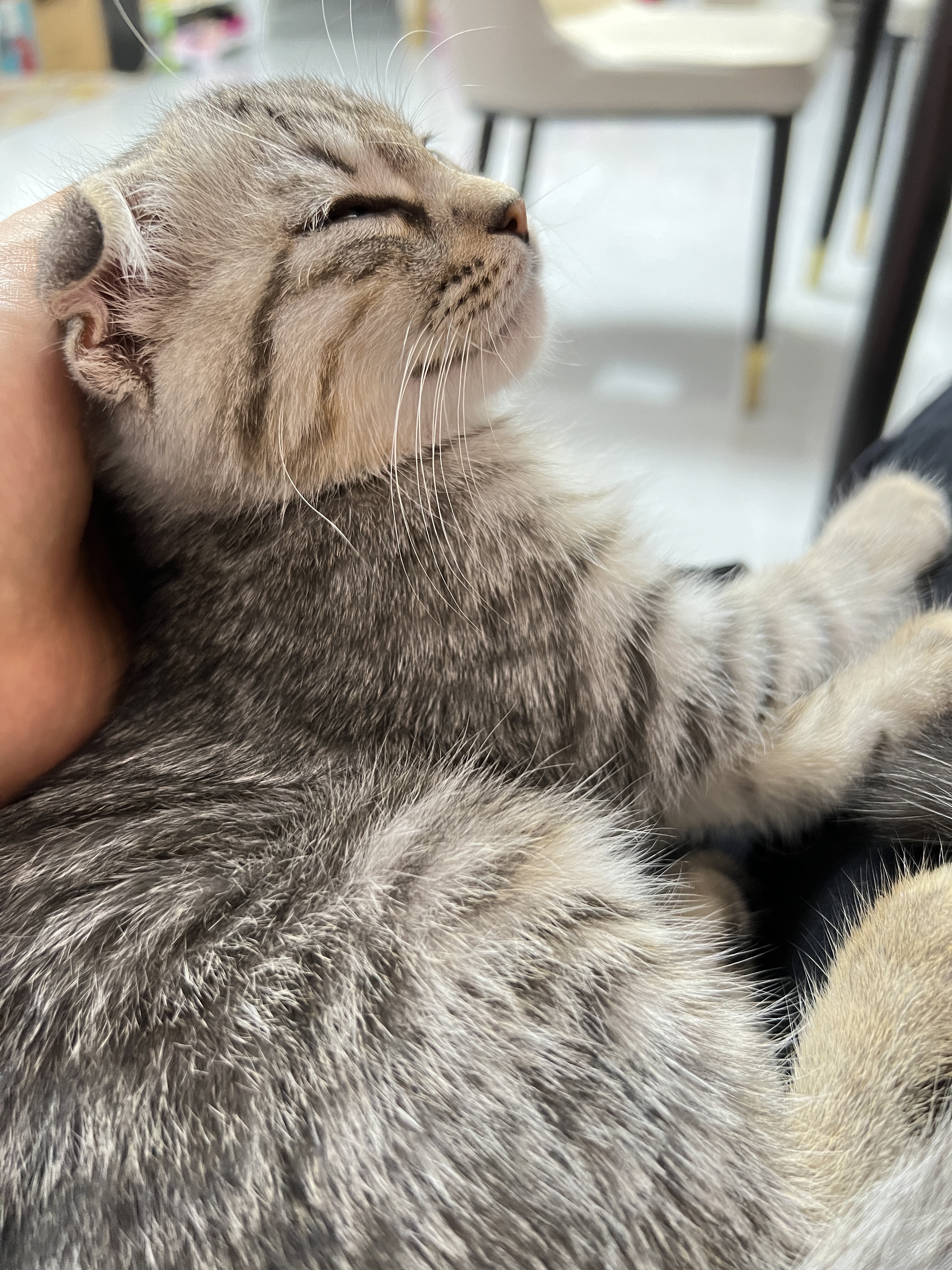 猫图片|宠物猫|猫咪|