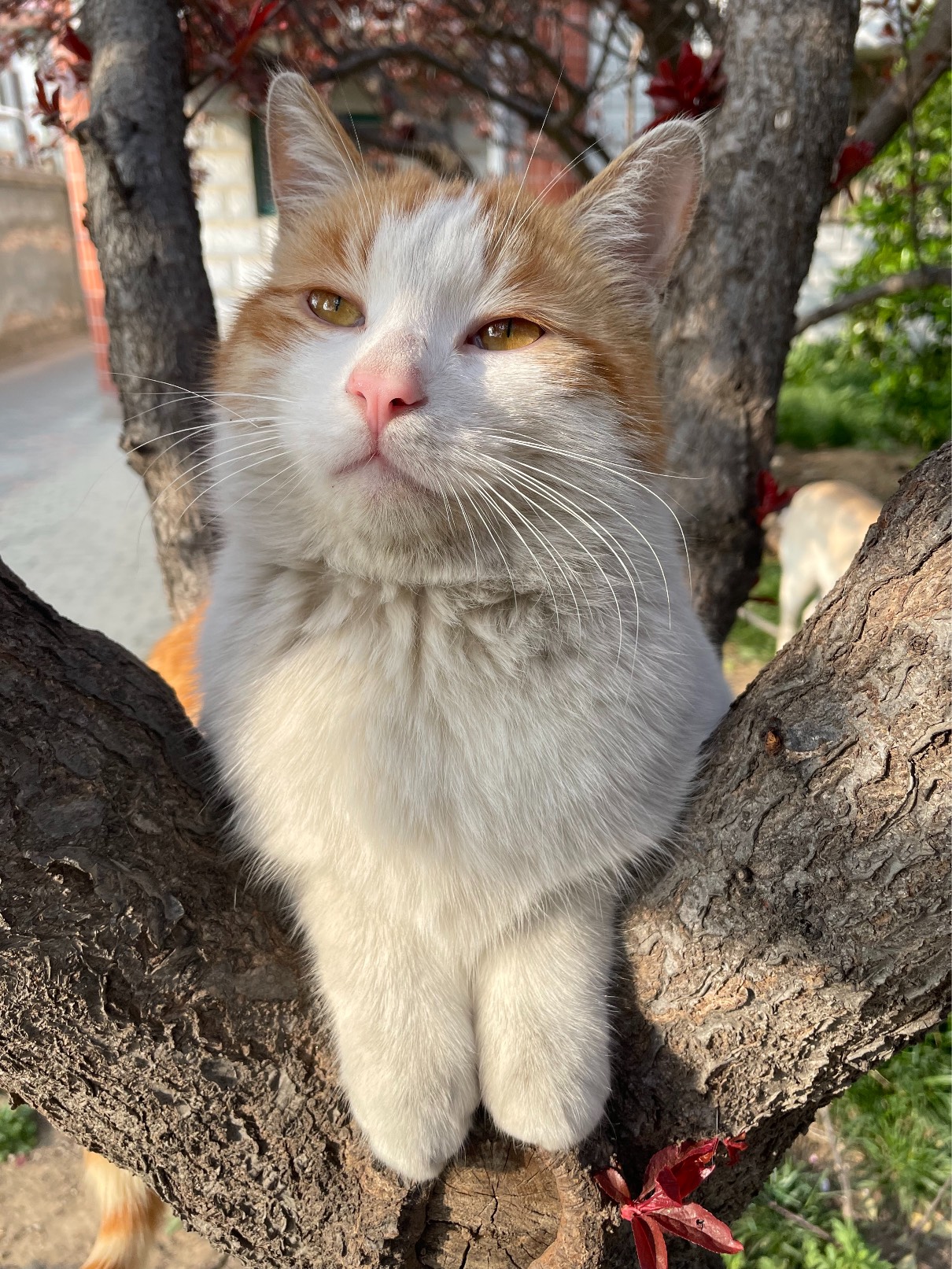 猫图片|宠物猫|猫咪|