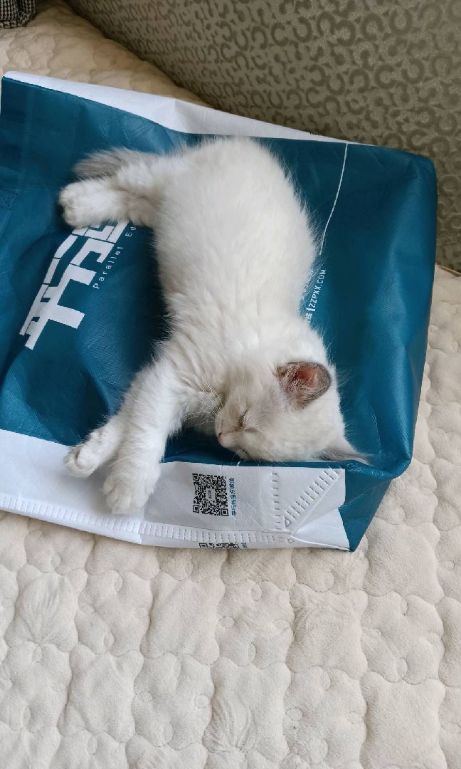 猫图片|宠物猫|猫咪|