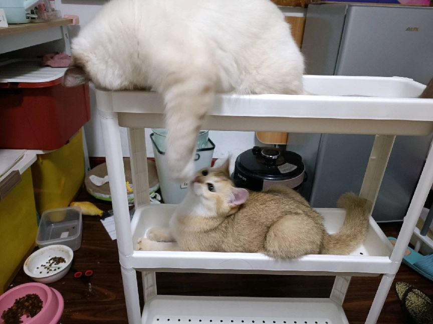 猫图片|宠物猫|猫咪|