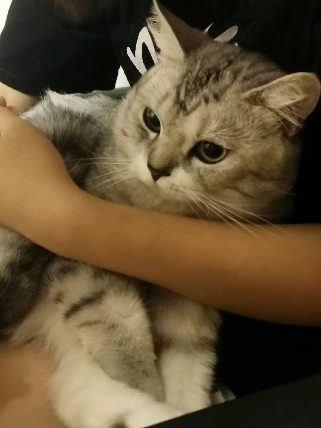 猫图片|宠物猫|猫咪|